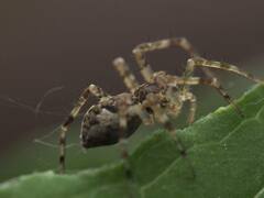 Dolomedes tenebrosus