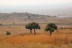 Cussonia paniculata sinuata