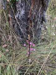Dipodium punctatum