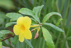 Allamanda cathartica