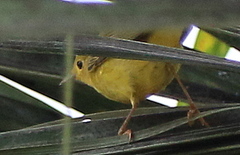 Cardellina pusilla