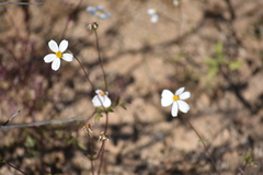 Coreocarpus parthenioides