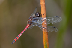 Austrothemis nigrescens
