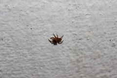 Plexippus paykulli