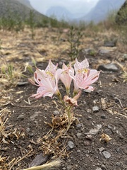 Alstroemeria pallida