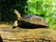 Rhinoclemmys funerea