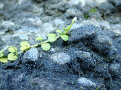 Epilobium komarovianum