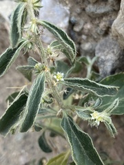 Ditaxis serrata