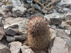 Mammillaria