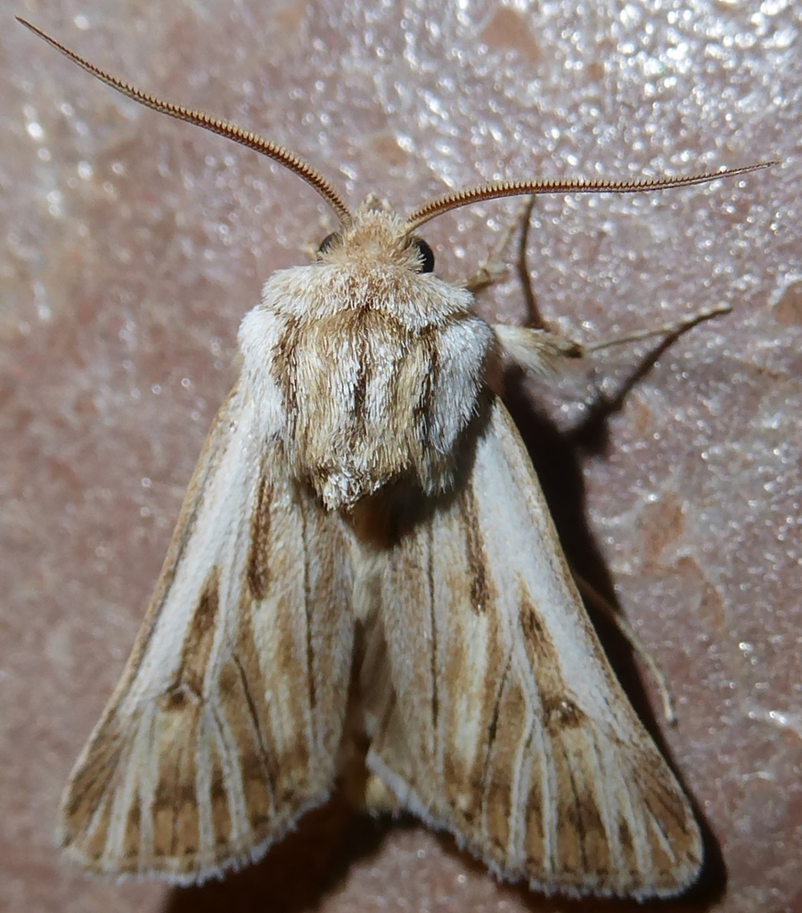 Agrotis daedalus