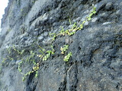 Epilobium komarovianum