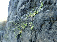 Epilobium komarovianum