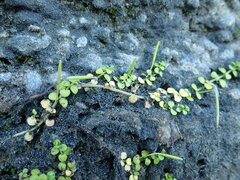 Epilobium komarovianum