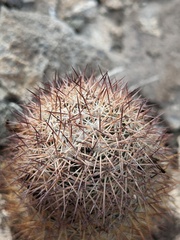 Mammillaria