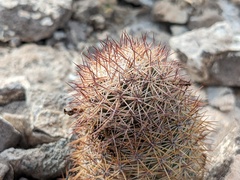 Mammillaria