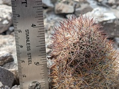 Mammillaria