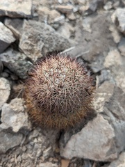 Mammillaria