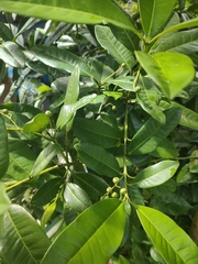 Pimenta dioica