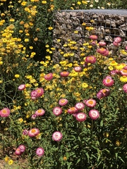 Xerochrysum bracteatum