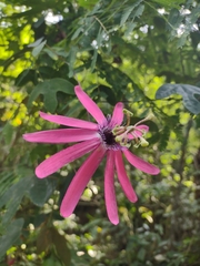 Passiflora kermesina