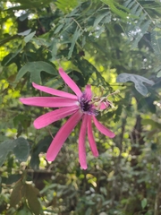 Passiflora kermesina
