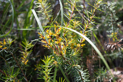 Persoonia juniperina