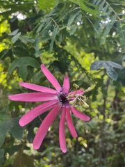 Passiflora kermesina