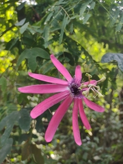 Passiflora kermesina
