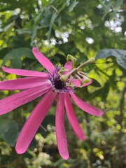 Passiflora kermesina
