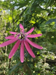 Passiflora kermesina