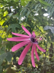 Passiflora kermesina