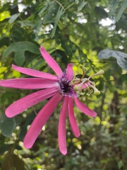 Passiflora kermesina