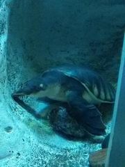 Carettochelys insculpta