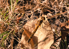 Diplacodes melanopsis