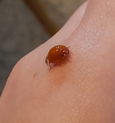 Harmonia axyridis