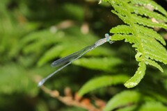 Rhadinosticta simplex