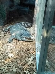 Crocodylia