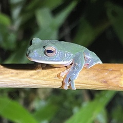 Zhangixalus smaragdinus