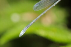 Rhadinosticta simplex