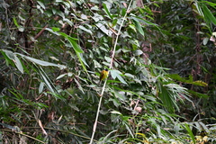Rubigula flaviventris