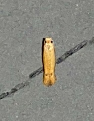 Tischeria quercitella