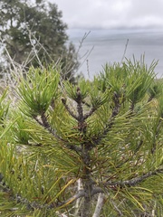 Pinus muricata