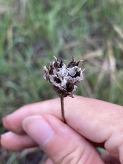 Dipterostemon capitatus