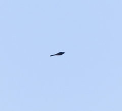 Pericrocotus tegimae