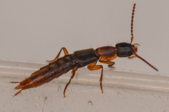 Cafius opacus