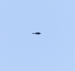 Pericrocotus tegimae