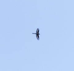 Pericrocotus tegimae