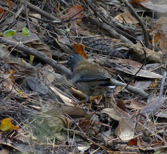 Turdus pallidus