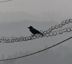 Corvus macrorhynchos