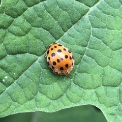 Henosepilachna vigintioctopunctata